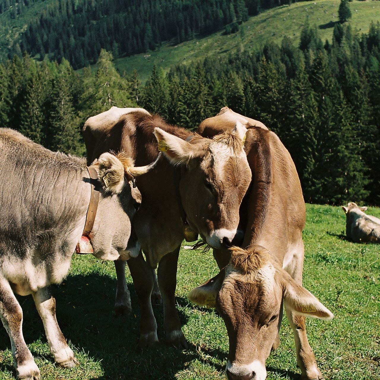Picture of three cows in close contact with each other. It almost seems that they cuddle.