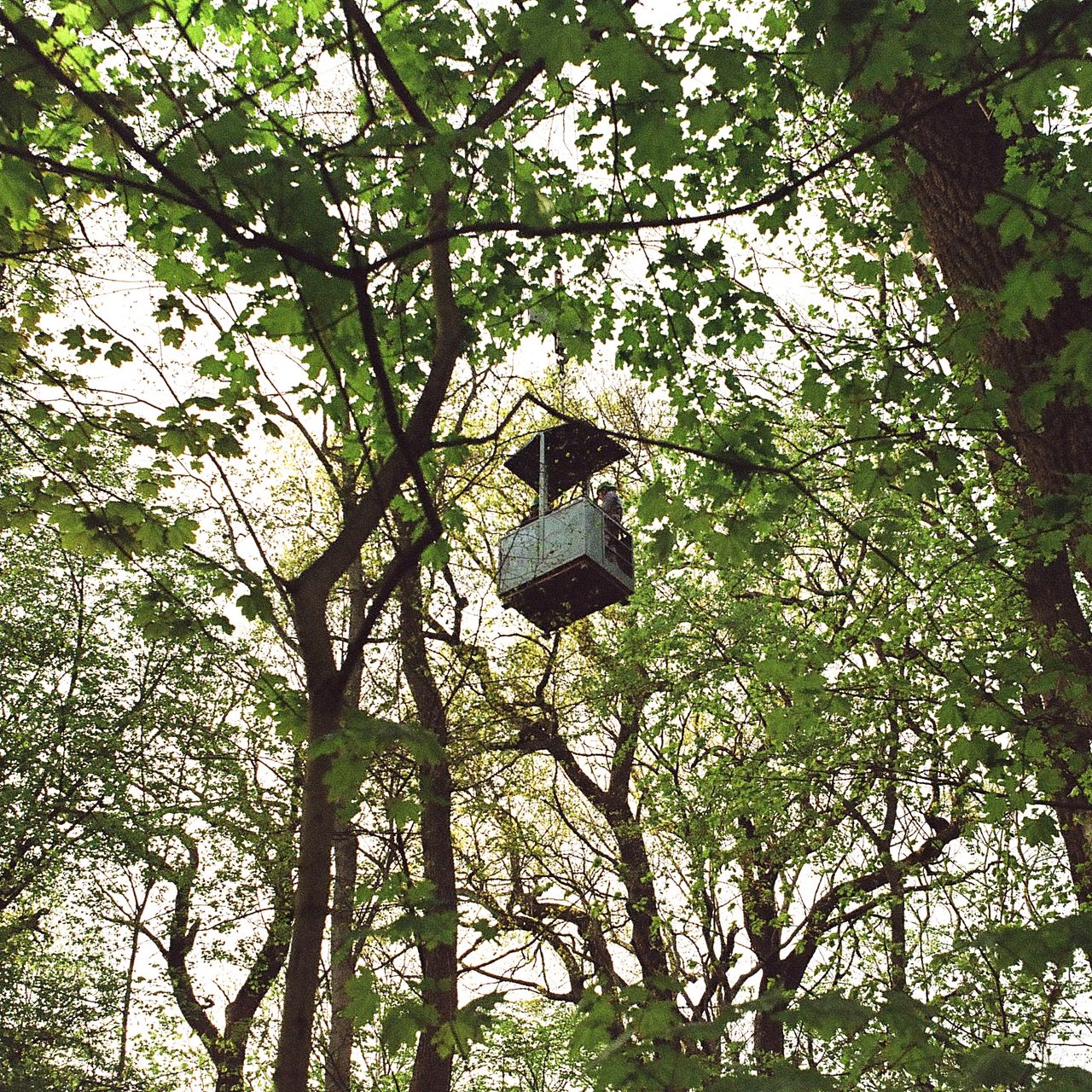 Picture of a gondle hanging from a crane in the forest. In the foreground there are a lot of leaves.
