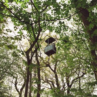 Picture of a gondle hanging from a crane in the forest. In the foreground there are a lot of leaves.