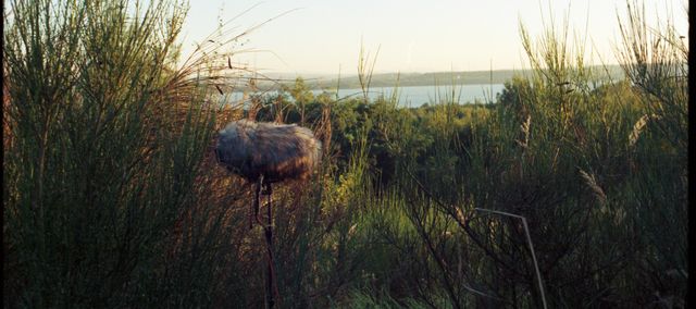 Picture of a windshield standing in an open field surrounded by thick bushes. In the background is a lake.